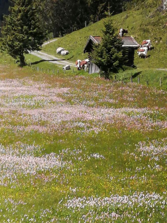 Haus Jessica Incl National Park Sommercard Mittersill Exterior photo